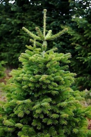 Weihnachtsbaum 1A Premium-Qualitt