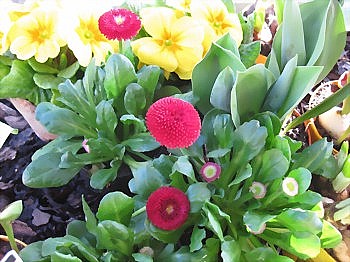 bellis-medium-2.jpg