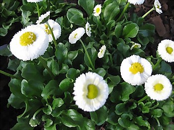 Bellis-Gnseblmchen