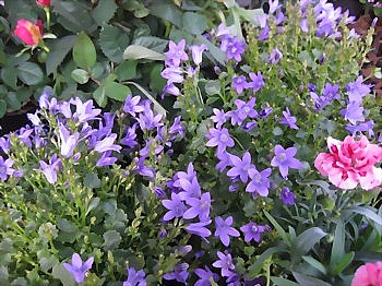 Campanula