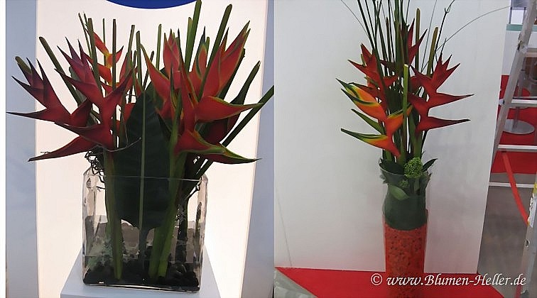 Heliconia