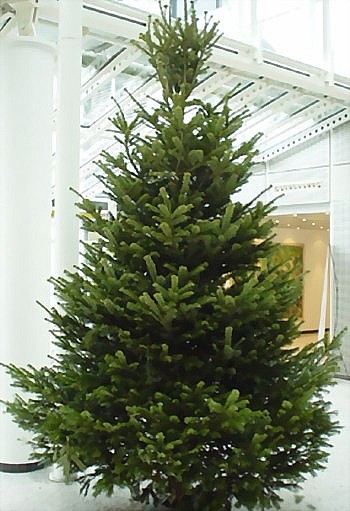 Weihnachtsbaum 1A Premium-Qualitt