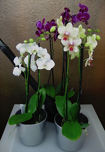 Orchidee Phalenopsis