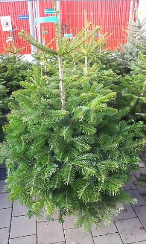 Tannenbaum im Topf